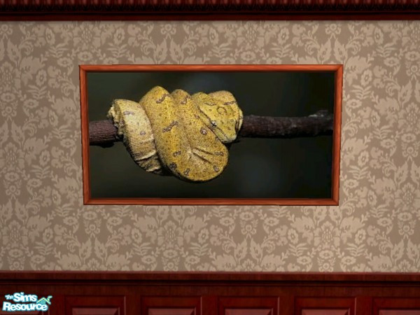 Sims 2 — Green Tree Python 1 by Floog — Here is a maxis suspense picture with a picture of a Green Tree Python.