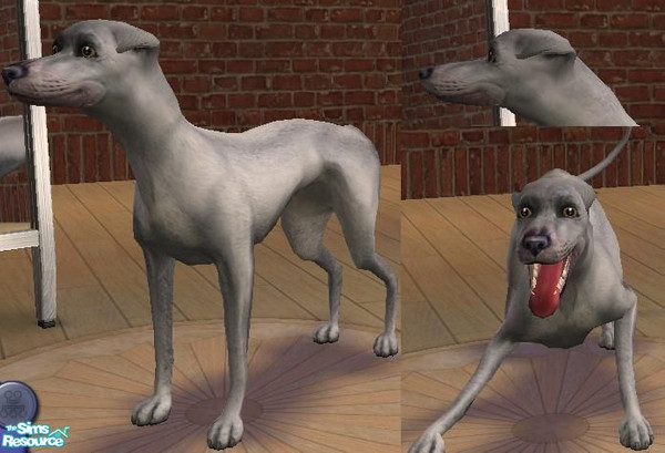 Sims 2 — Greyhound by kitchiki — Very pleased with the outcome of this! Way better than the sims original greyhound