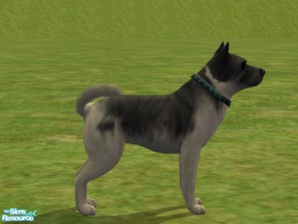 Sims 2 — Greenland Dog by Wolf91 — Used in sled racing, hunting and as a hikers companion, this dog is independent but