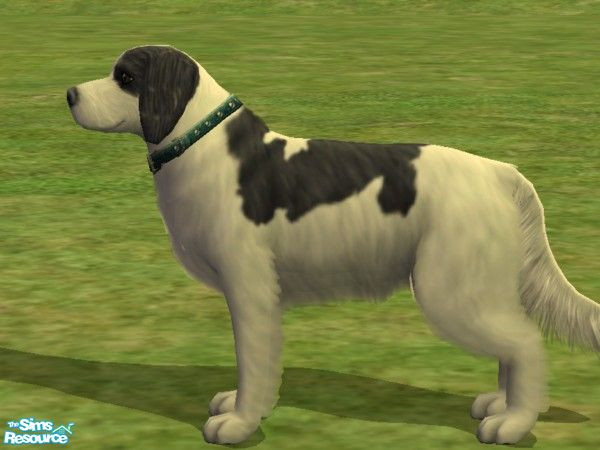 Sims 2 — Landseer by Wolf91 — Similar to it\'s cousin the Newfoundland, this breed also comes from Canada and has a good
