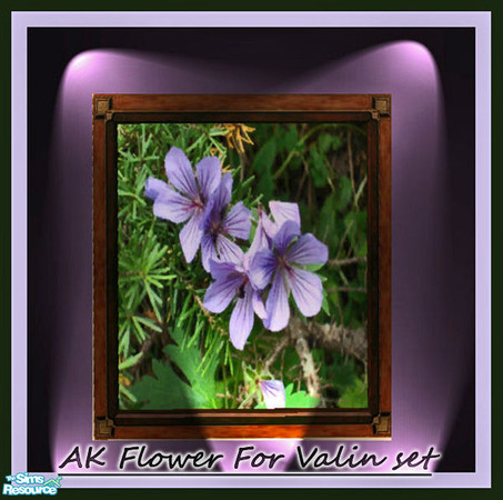 Sims 2 — Alaskan Flowers in October by TearsRain — Photo is for the TC Valin set and was in Anchorage Alaska in October