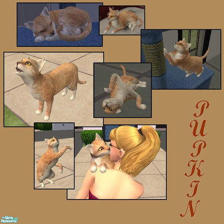 Sims 2 — Pumpkin by hiedibear75 — Sweeter than a slice of pumpkin pie this fuzzy little lady won\'t fill your tummy full