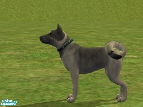 Sims 2 — Swedish Elkhound by Wolf91 — National breed of Sweden, this dog is used in sledding, herding, guarding and in