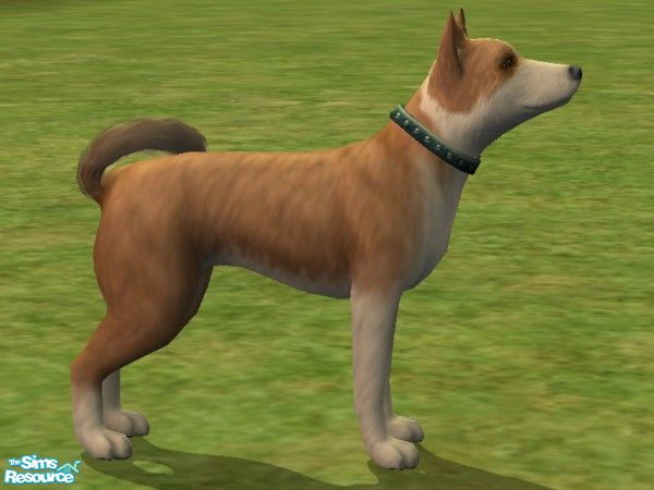 Sims 2 — West Siberian Laika by Wolf91 — The most popular out of all the Russian Laika breeds, this dog is used in