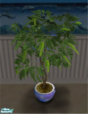 Sims 2 — Oceanic Plant 1 by hotbeeyatch — Plant for my Oceanic Bedroom