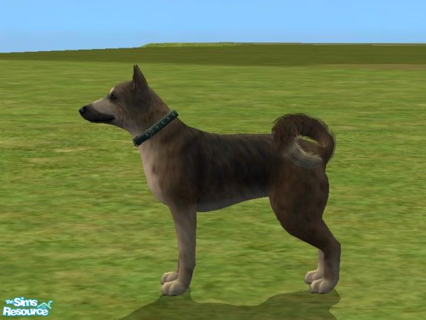 Sims 2 — East Siberian Laika by Wolf91 — This dog can be used in hunting and sledding. It has a calm personality and so