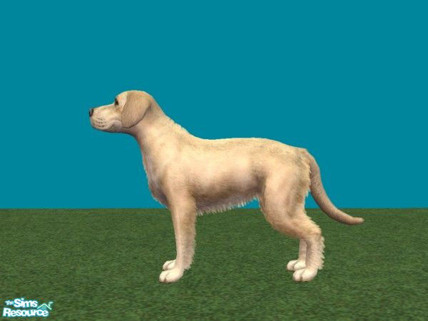 Sims 2 — Labrador Retriever by Masterofallvideogames — This is a Labador retriever I copied from a picture here: