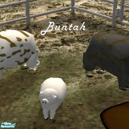 Sims 2 — White Piglet by buntah — This requires the mesh to work.