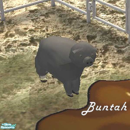 Sims 2 — Black Piggy by buntah — This requires the mesh to work.