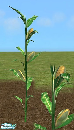 Sims 2 — Veggie Garden - Corn Stalk by Bitzybus — Corn Doesn't need any watering/trimming. Polygons: 657 Vertices: 768