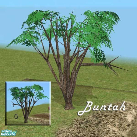 Sims 2 — Green Leaves Recolor of Tree for Hangin' by buntah — This requires my Tree for Hangin' Stuff mesh in this set.