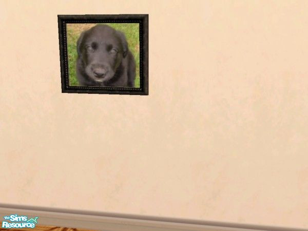 Sims 2 — TSRAA Gallery Submission Snooge by c_literati — My puppy, who's still nearly a baby. He was 6 weeks old in this