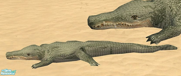 Sims 2 — Paradise Beach - Crocodile by Bitzybus — An old croc resting in the sun. Polygons: 664 Vertices: 713