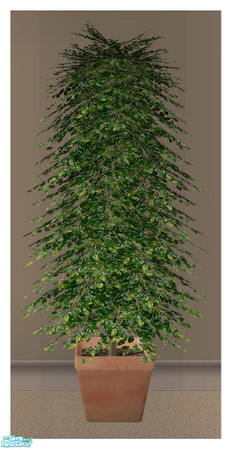 Sims 2 — Pretty Fig Plant MESH by simtomatic — 