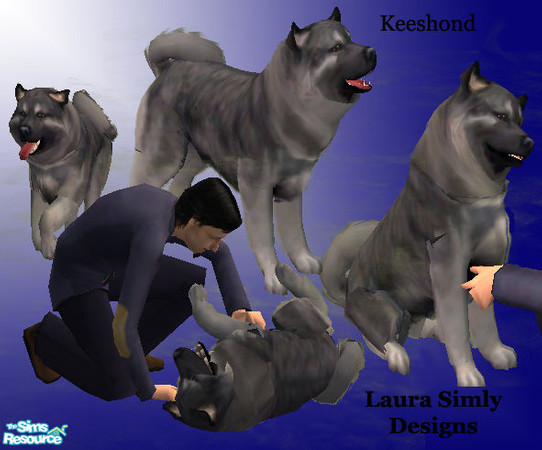 Sims 2 — Laura Simly Keeshond by debs913 — Keeshonden are members of the Spitz family and descend from dogs that arrived