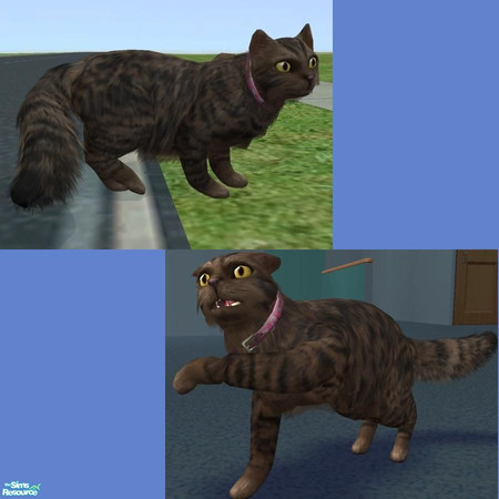 Sims 2 — Jewel by LaurieR — She is a brown and black kitty. Please play with her frequently.. she doesn\'t want to be