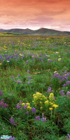 Sims 2 — Wildflowers Wall Mural - Panel 3 by TrailRunner782 — Wildflowers in a field will adorn your walls. A four panel