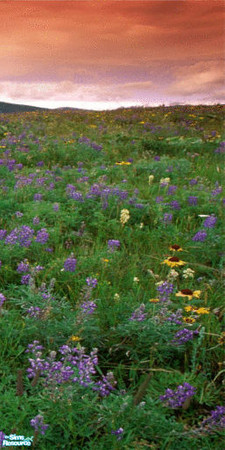 Sims 2 — Wildflowers Wall Mural - Panel 4 by TrailRunner782 — Wildflowers in a field will adorn your walls. A four panel