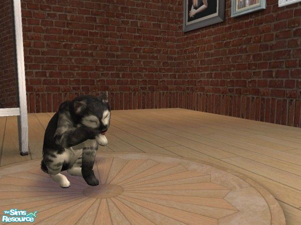 Sims 2 — Shadow Cat by beretta92 —  