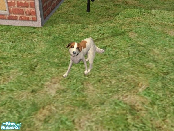Sims 2 — Donny! by Angela! — This is a beautiful doggy! for -Ivana- my friend from TSR!