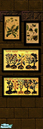 Sims 2 — Wizard's Lair Herb Pictures by arenaria — Part of my "Wizard's Lair set". By Arenaria