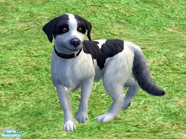 Sims 2 — English Hunter 3 by qvisn — Black and white, cute as ever. by qvisn