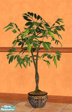 Sims 2 — Muga fruitless fig pebblepot by MugaSim — Pot for the fig, decorated with round pebbles. Part of the wicker