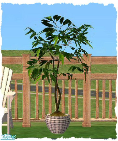 Sims 2 — Outdoor Living Plant by SSilver — Part of my Outdoor Living Set. This is a recolor of the Fruitless Fig Tree