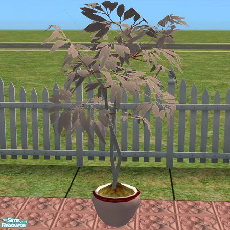 Sims 2 — Pink Fig Tree by paulajedi — Pink fig tree.