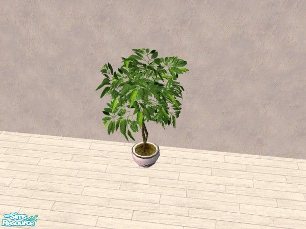 Sims 2 — Fig Tree by Bitzybus — White pot for the fig tree and some color change on the foliage too.