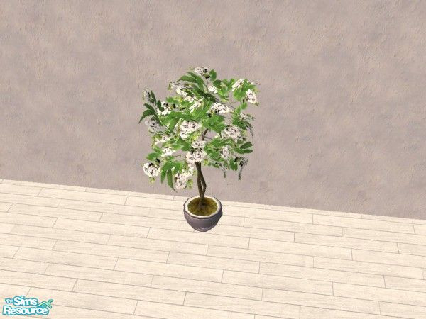 Sims 2 — White Flower Fig Tree by Bitzybus — The fig tree with some white flowers.