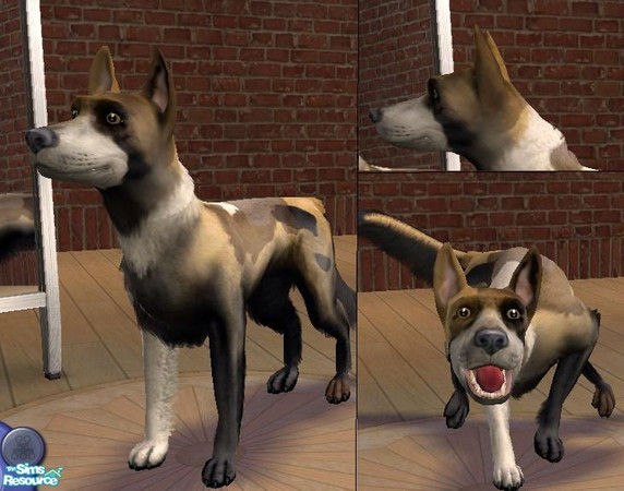 Sims 2 — African Wild dog by kitchiki — Wild african dog 8D