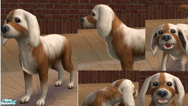 Sims 2 — Cavalier King charles spaniel by kitchiki — My favourite breed ^^