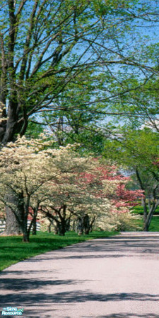 Sims 2 — Dogwood Trees Wall Mural - Panel 2 by TrailRunner782 — A beautiful image of a park in Lexington, Kentucky full