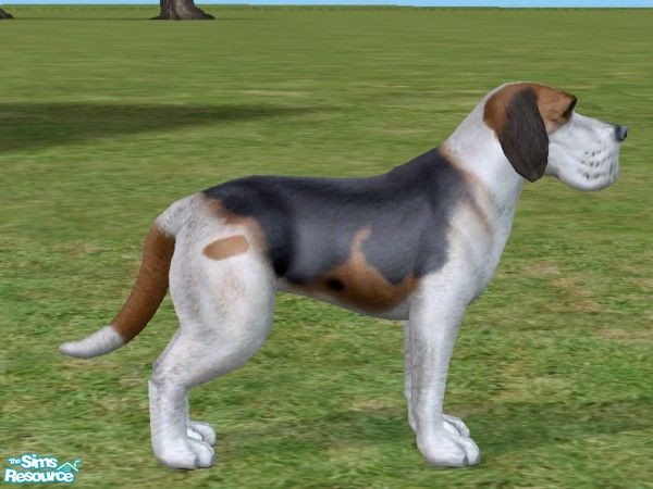 Sims 2 — Basset Hound by Wolf91 — Popular in Great Britain,this French breed,loves to walk in muddy fields. Its