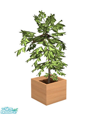 Sims 2 — Birnoer Diningroom - Plant Recolor 01 by Murano — Plant in light wooden pot.