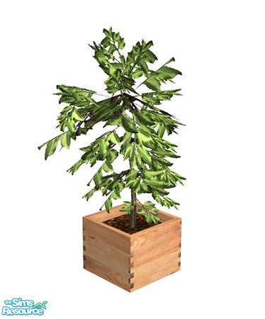 Sims 2 — Birnoer Diningroom - Plant by Murano — Plant in a light wooden pot.