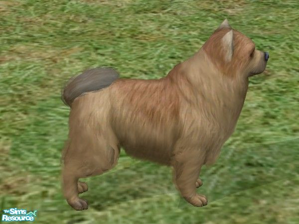Sims 2 — Pomeranian by Wolf91 — A lovable German breed. Affectionate and good with children. However, the coat needs a