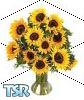 Sims 1 — Sunflowers by Dancin_Carrot — "This here purty flowers is real nice, pardner. Also yous can eat them after